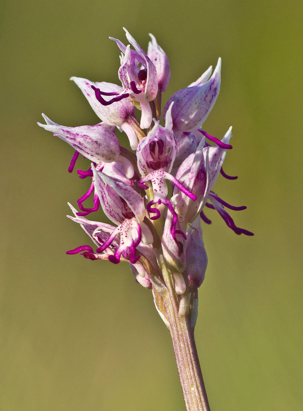 Orchis simia